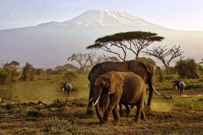 6 Days Masai Mara, Lake Nakuru and Amboseli Budget Group Safari - Key things to know before you go