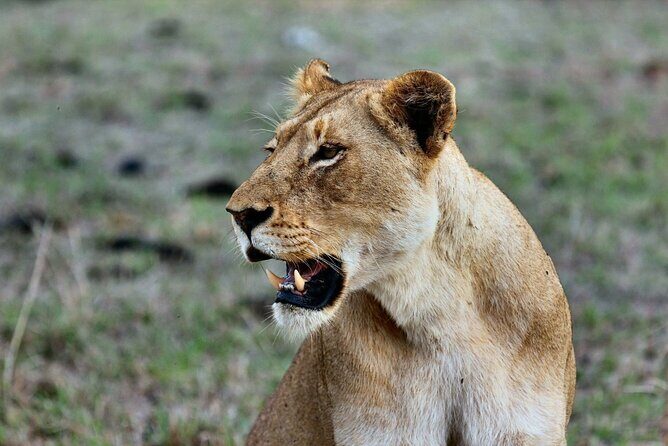 6 Days Masai Mara, Lake Nakuru and Amboseli Budget Group Safari - A budget route that hits Kenya’s biggest icons