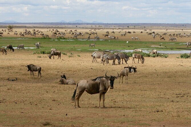 6 Days Masai Mara, Lake Nakuru and Amboseli Budget Group Safari - Lake Nakuru: flamingos, rhino possibilities, and bird-life overload