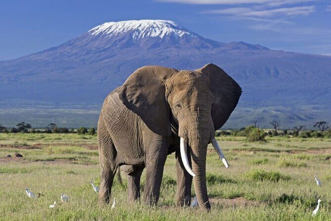 6 Days Masai Mara, Lake Nakuru and Amboseli Budget Group Safari - Group size and the real feel of a “small group” safari