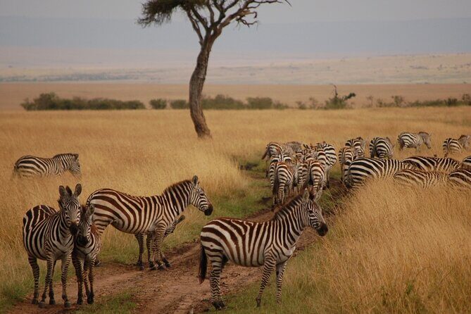 6 Days Masai Mara, Lake Nakuru and Amboseli Budget Group Safari - What you’re really paying for at $1,130