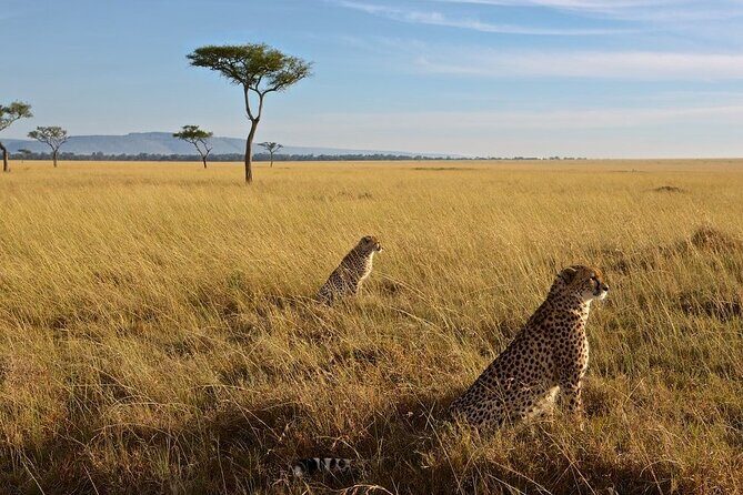 6-Days Masai Mara, Nakuru & Amboseli Group Safari on Landcruiser - Day 3: Lake Nakuru’s flamingos and a full day switch in scenery