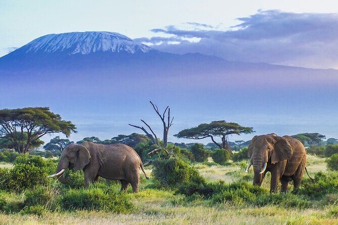 6-Days of Elephants, Wildebeest and Big 5: Kenya’s Classic Safari - Key highlights you’ll feel on this safari
