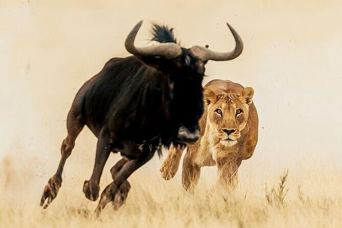 6-Days of Elephants, Wildebeest and Big 5: Kenya’s Classic Safari - Day 1 in Amboseli: arrive, settle in, then scan the acacia plains