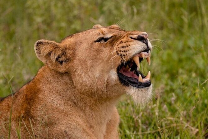 6-Days of Elephants, Wildebeest and Big 5: Kenya’s Classic Safari - Day 5 in Masai Mara: full-day savanna hunting for lions and leopards