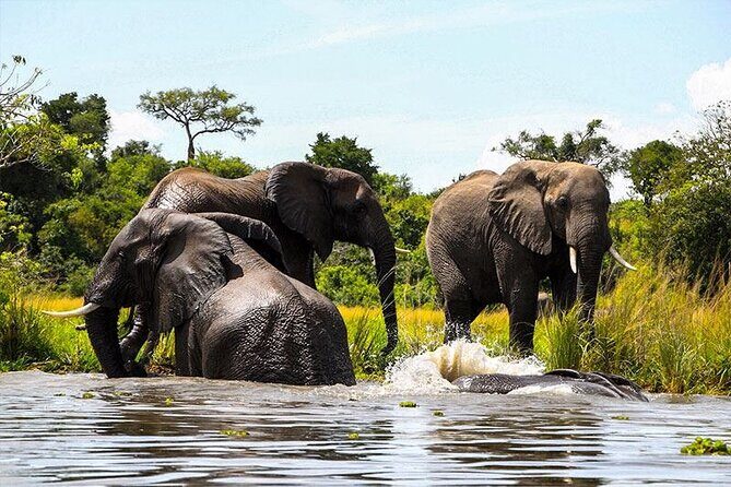 6-Days of Elephants, Wildebeest and Big 5: Kenya’s Classic Safari - Day 6 back to Nairobi: optional Maasai village plus a clean finish