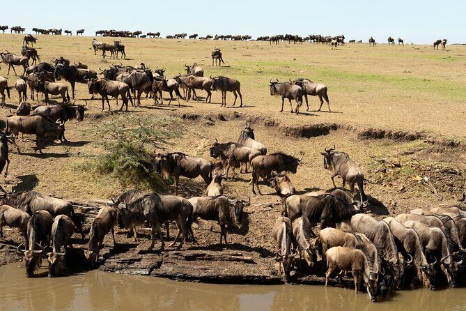 6-Days of Elephants, Wildebeest and Big 5: Kenya’s Classic Safari - Day 2 in Amboseli: a full marshlands and swamps day (with an early-drive option)