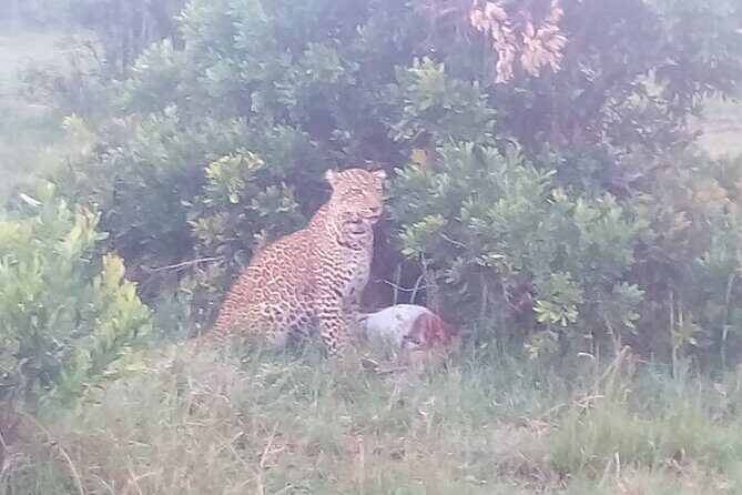 6 Days Safari to Samburu N/R, Aberdare N/P, Nakuru N/P and Maasai Mara N/R. - Samburu’s Real Star: Dry Country, Reticulated Giraffes, and Elephant Crossings