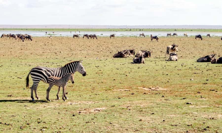 6 Days Small Group Safari To Masai Mara, Nakuru And Amboseli - The 6-day loop in plain terms