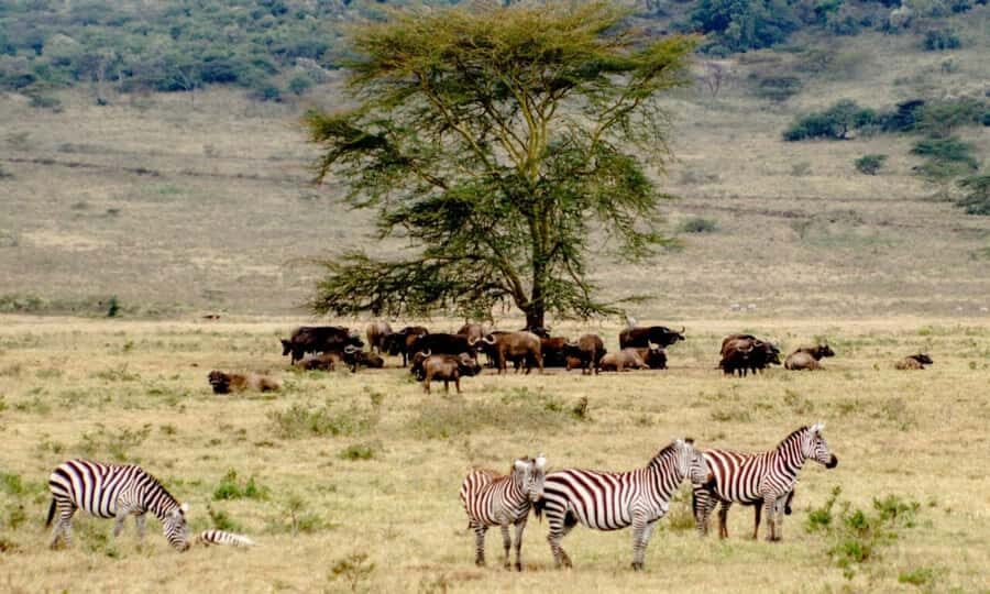 6 Days Small Group Safari To Masai Mara, Nakuru And Amboseli - Day 1: Nairobi to Maasai Mara, with a Rift Valley break and a sunset drive
