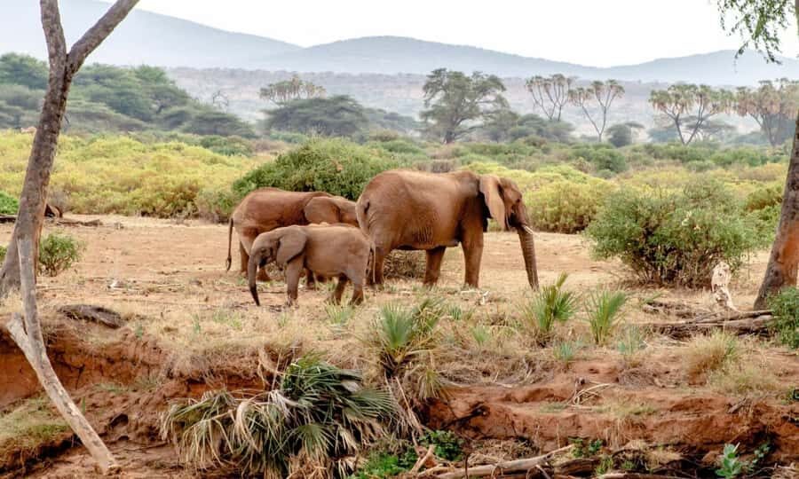 6 Days Small Group Safari To Masai Mara, Nakuru And Amboseli - Day 2: Full day in Maasai Mara for predators, hippos, crocodiles, and migration country