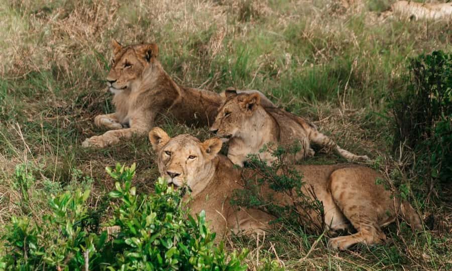 6 Days Small Group Safari To Masai Mara, Nakuru And Amboseli - Day 3: Mara to Lake Nakuru for rhinos and serious bird time (plus an optional Maasai village stop)