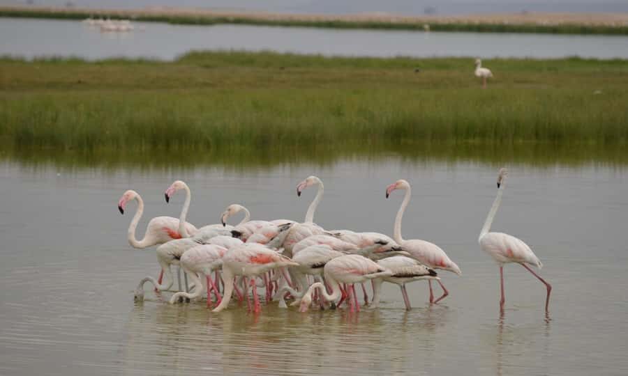 6 Days Small Group Safari To Masai Mara, Nakuru And Amboseli - Day 4: Nakuru to Amboseli, with white rhinos and a stop for Naivasha lunch