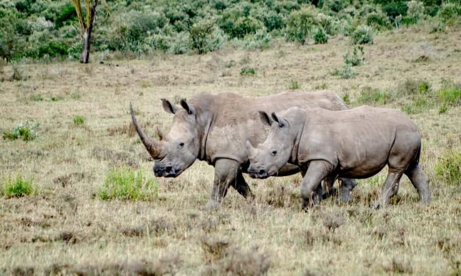 6 Days Small Group Safari To Masai Mara, Nakuru And Amboseli - Day 6: Early morning drive, then out to Nairobi with a final push for sightings