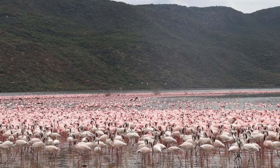 6 Days Small Group Safari To Masai Mara, Nakuru And Amboseli - Small-group comfort: the pop-roof safari car matters more than you think