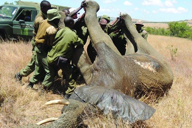 6 nights 7 days Masai Mara budget safari. - Nairobi to the First Parks: Your Start, Transfers, and Daily Pace