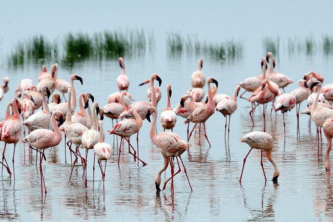 6Days Amboseli, Lake Nakuru and Masai Mara Camping Safari on Jeep - Lake Nakuru’s Pink Lake reputation and bird-heavy mornings