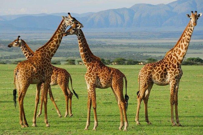 6Days Amboseli, Lake Nakuru and Masai Mara Camping Safari on Jeep - Maasai Mara: two game-drive days built for real chances