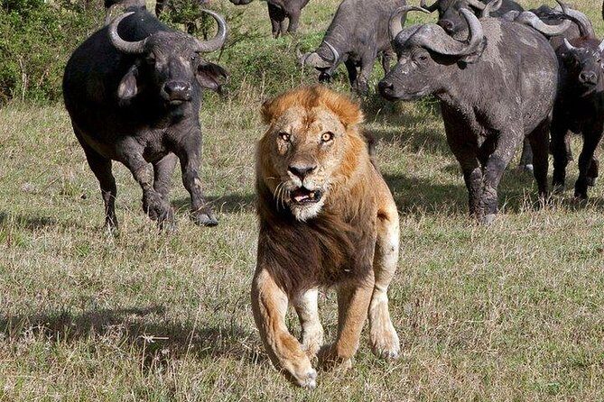 6Days Amboseli, Lake Nakuru and Masai Mara Camping Safari on Jeep - Price and logistics: what $2,475 covers and why that matters