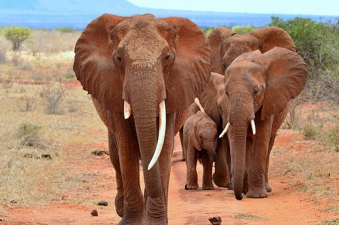 6Days Amboseli, Lake Nakuru and Masai Mara Camping Safari on Jeep - Guides make the difference: Albert, Benjamin, Stephen, and Moses
