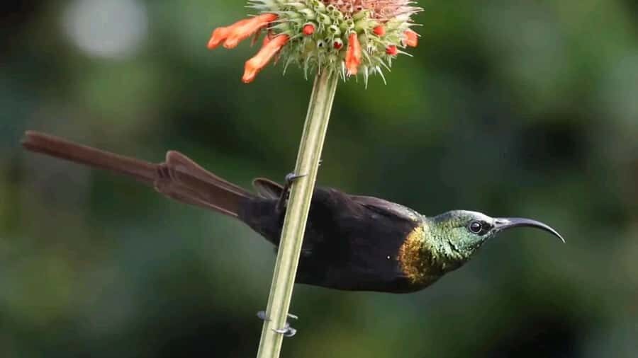6hrs of Birdwatching in Nairobi National park - Key highlights worth knowing