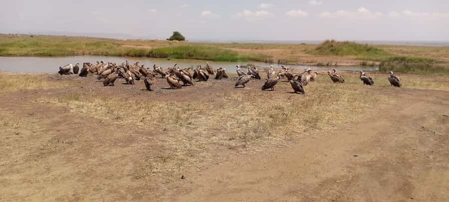 6hrs of Birdwatching in Nairobi National park - Nairobi National Park Birding: a fast way to build a real bird list