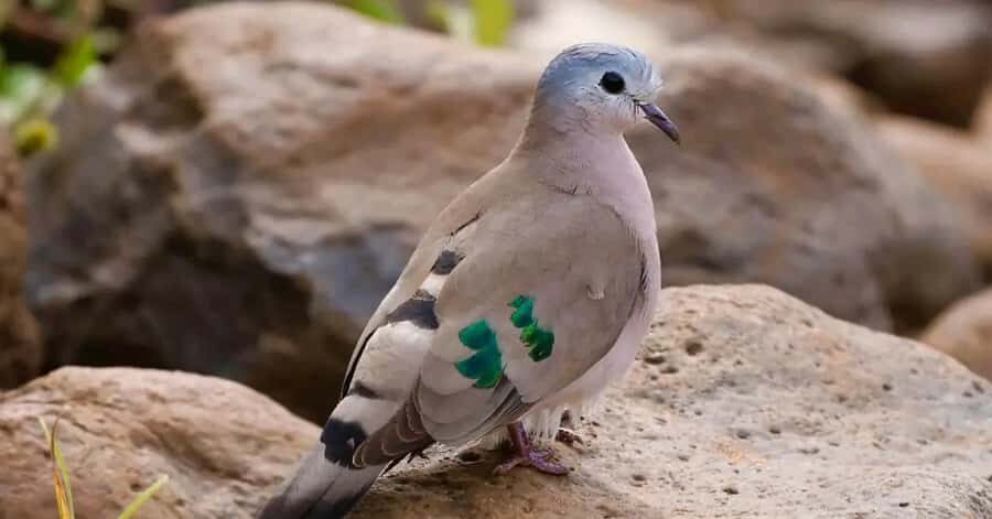 6hrs of Birdwatching in Nairobi National park - Dry forest focus: Pycnonotidae, Turdidae, Columbidae