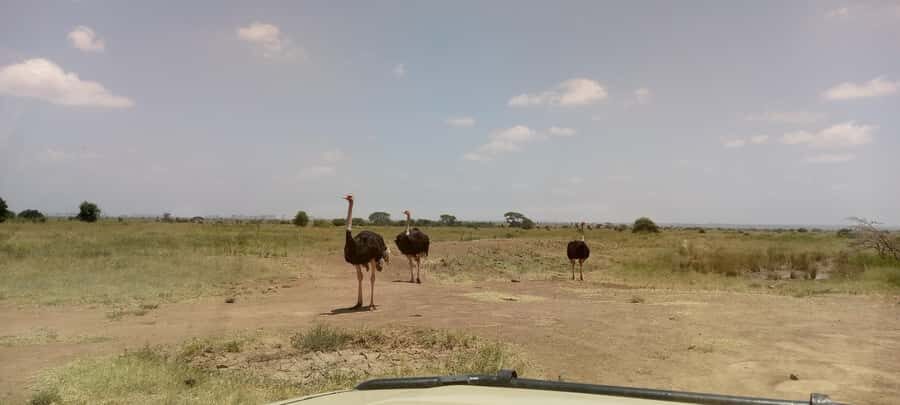 6hrs of Birdwatching in Nairobi National park - Wetlands and dams: where shorebirds and waterbirds move the day