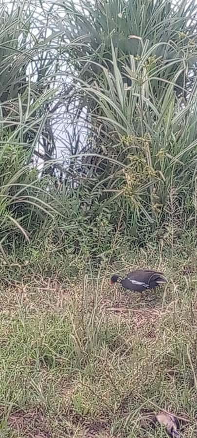 6hrs of Birdwatching in Nairobi National park - Grassland time: Otididae, Struthionidae, Ardeidae and friends