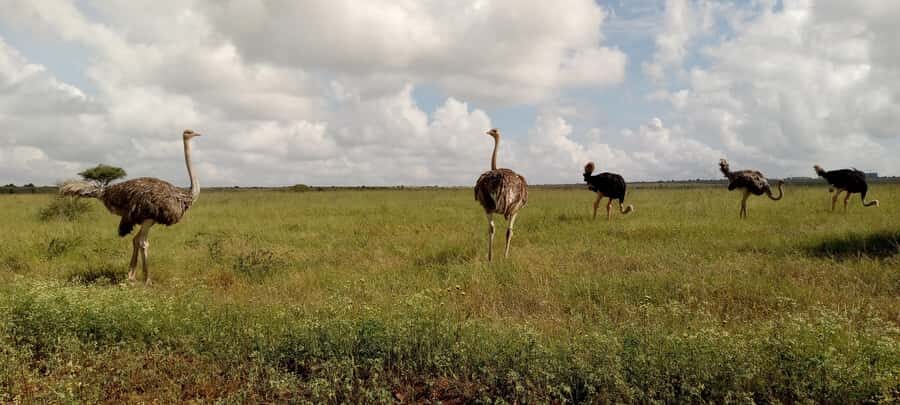 6hrs of Birdwatching in Nairobi National park - On-foot picnic points and open-roof van comfort tips