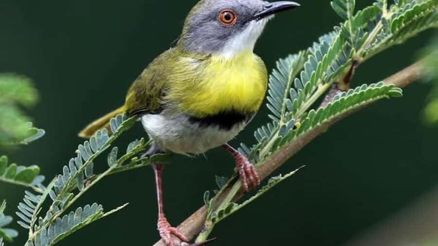 6hrs of Birdwatching in Nairobi National park - Pickup and timing: why the early start helps your eyes