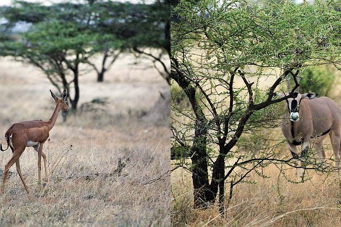 7 Day Maasai Mara, Lake Nakuru, Lake Naivasha and Samburu Safari - Price and what you really get for $2,574.65