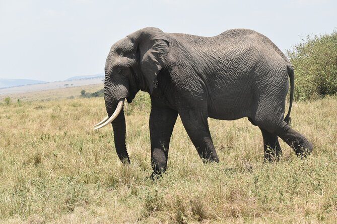 7 Day Private Jeep Safari, 5 star lodges with Balloon Ride Kenya - Day 2 balloon safari over the Mara, then straight back to wildlife time