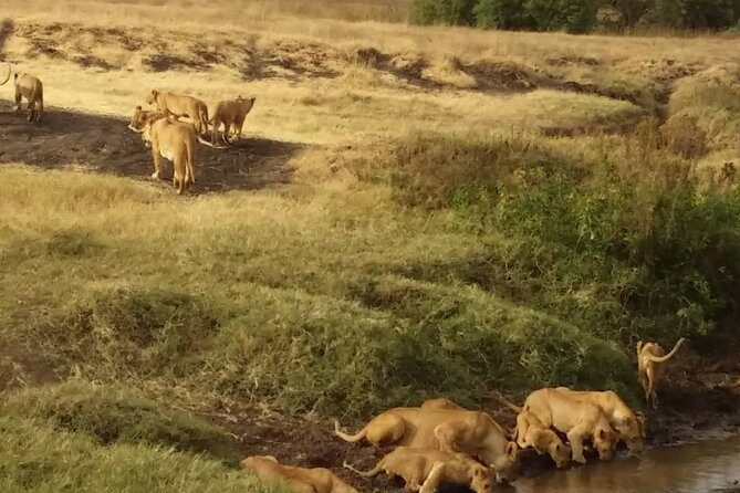 7-Day Private Safari to Amboseli National Park and Masai Mara - Key highlights worth getting excited about
