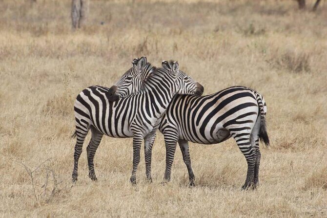 7-Day Private Safari to Amboseli National Park and Masai Mara - Masai Mara: your Big Five-heavy finale