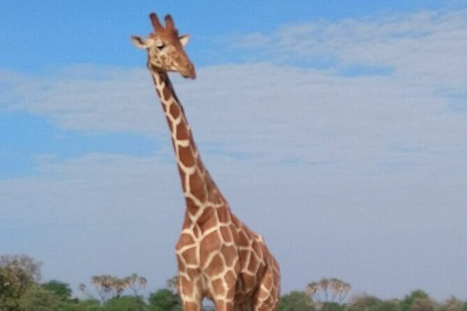 7-Day Private Safari to Amboseli National Park and Masai Mara - Day 6 in the Mara: more drives, plus a Masai-guided hill walk option