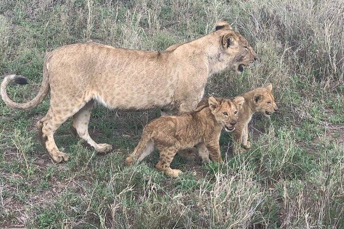 7-Day Private Safari to Amboseli National Park and Masai Mara - Comfort, timing, and meals: what’s included and what to plan for