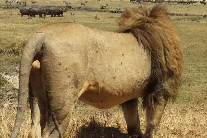 7-Day Private Safari to Amboseli National Park and Masai Mara - Price and value: how $3,450 per person adds up