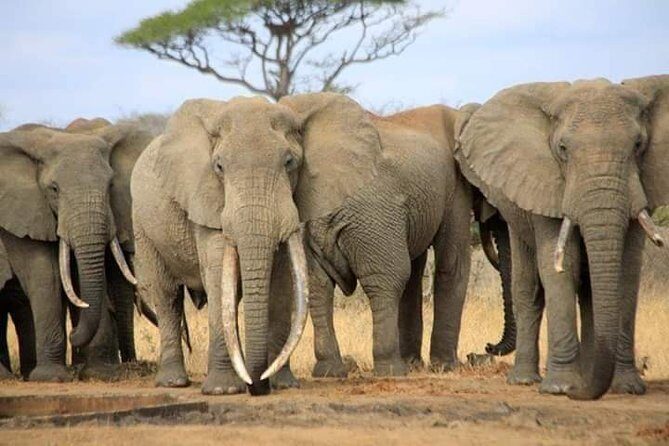 7-Day Private Safari to Amboseli National Park and Masai Mara - Amboseli’s elephant focus and Mt. Kilimanjaro photo windows