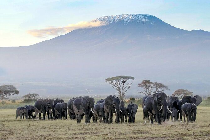 7-Day Private Tour in Kenya National Parks From Nairobi / Mombasa - Masai Mara National Reserve: Big Five Odds and the Migration Area