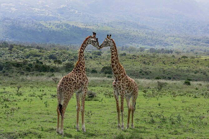 7-Day Private Tour in Kenya National Parks From Nairobi / Mombasa - Lake Nakuru: Flamingos That Move With Water (And Rhinos in the Mix)