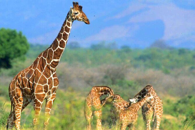 7-Day Private Tour in Kenya National Parks From Nairobi / Mombasa - What’s Included vs. What’s Extra (So You Can Budget Without Guessing)