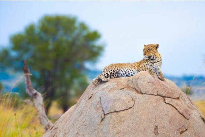 7-Day Safari to Maasai Mara, Lake Naivasha and Amboseli from Nairobi - Lake Nakuru stop and a Lanet Matfam overnight: quick change of scenery, big payoff