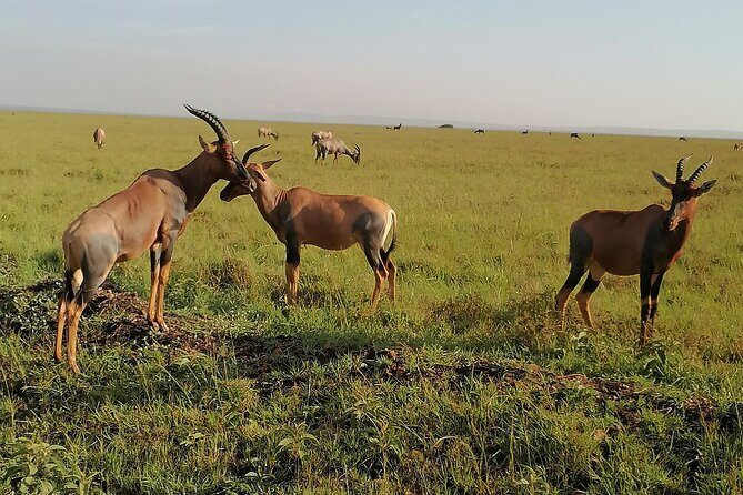 7-Day Safari to Maasai Mara, Lake Naivasha and Amboseli from Nairobi - Amboseli National Park: Mount Kilimanjaro views, AA Lodge check-in, and two drive styles
