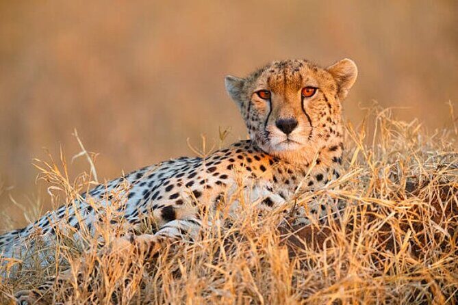7-Day Safari to Maasai Mara, Lake Naivasha and Amboseli from Nairobi - A full day in Maasai Mara: Mara River time and picnic lunches