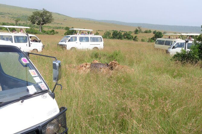 7 Days Amboseli-Lake Naivasha-Lake Nakuru & Masai Mara - Day 4 Lake Nakuru National Park: flamingos and the chance for rhinos and big cats