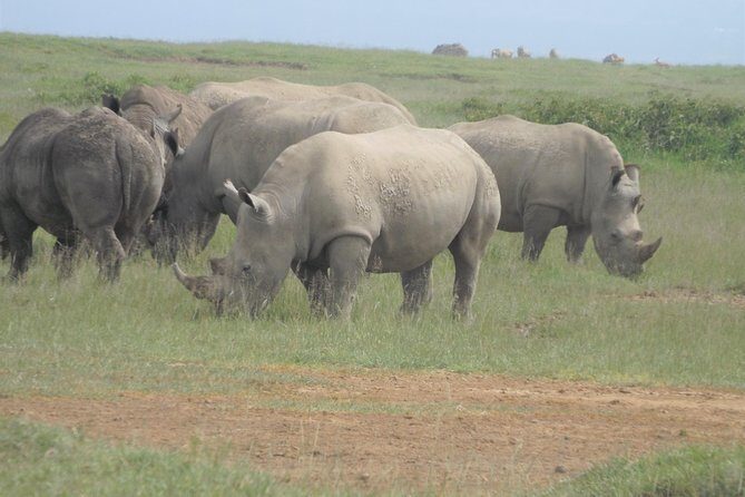 7 Days Amboseli-Lake Naivasha-Lake Nakuru & Masai Mara - Days 5–6 Masai Mara: big plains, predator energy, and wildebeest migration timing