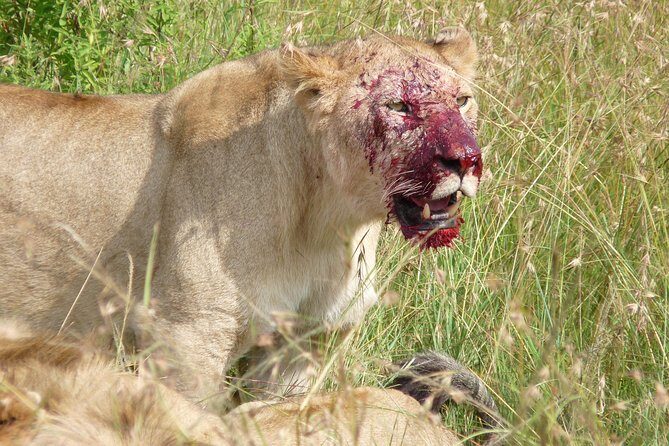 7 Days Amboseli-Lake Naivasha-Lake Nakuru & Masai Mara - Day 7 Nairobi and the Maasai village visit: finishing with culture, not a scramble