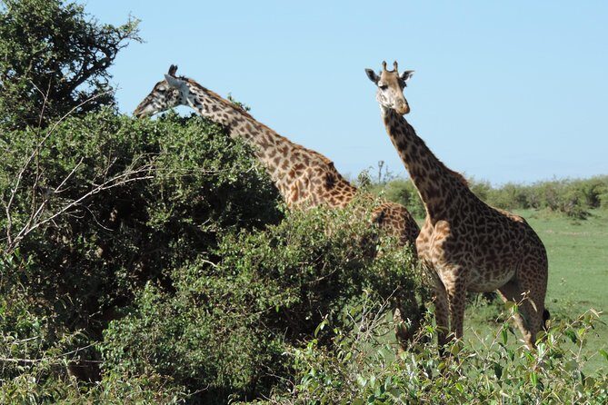 7 Days Amboseli-Lake Naivasha-Lake Nakuru & Masai Mara - Should you book this 7-day Amboseli–Naivasha–Nakuru–Mara safari?