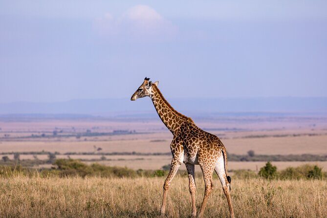 7 Days Best of Kenya Wildlife Safari - Day 6: Two blocks in Amboseli—morning through mid-morning, then lunch and late afternoon
